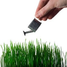 Hand watering grass with a tiny watering can